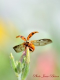L'envol de la Coccinelle - Faune , Flore , Eau