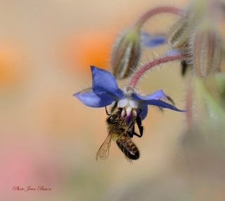 Abeille noire sur fleurs de Bourrache N°8170 - Faune , Flore , Eau