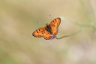 Le grand collier argenté N°3182 - Faune , Flore , Eau