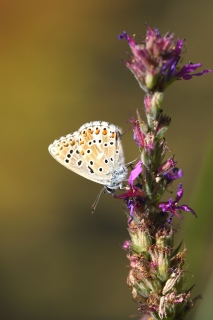 L'Auré N° 3256 - Faune , Flore , Eau