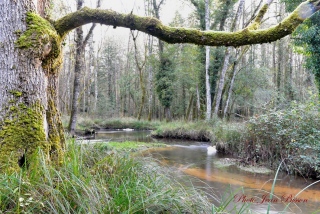 La rivière 