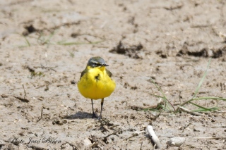 Bergeronnette printanière mâle   (  Motacilla flava ) - Les Bergeronnettes