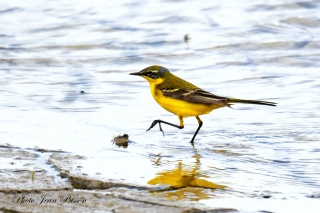 Bergeronnette printanière mâle   (  Motacilla flava ) - Les Bergeronnettes