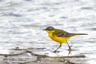 Bergeronnette printanière mâle   (  Motacilla flava ) - Les Bergeronnettes