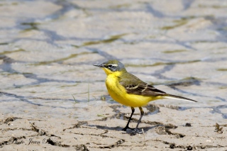 Bergeronnette printanière mâle   (  Motacilla flava ) - Les Bergeronnettes