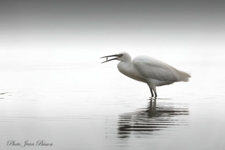 La grande Aigrette blanche - Noir et Blanc