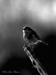 Rouge gorge - Noir et Blanc