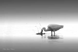 La grande Aigrette blanche - Noir et Blanc