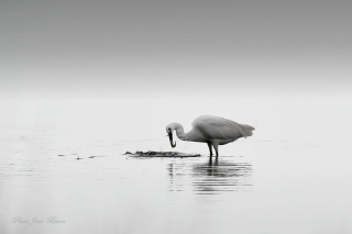 La grande Aigrette blanche - Noir et Blanc