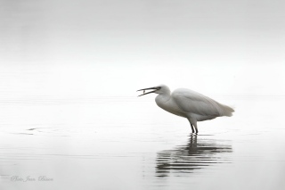 La grande Aigrette blanche - Noir et Blanc