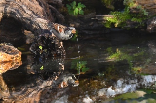 jbisson-photo-peinture - Reflets dans l'eau