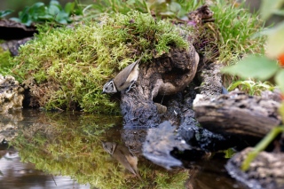 jbisson-photo-peinture - Reflets dans l'eau