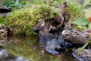 jbisson-photo-peinture - Reflets dans l'eau