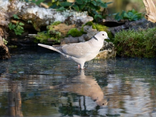 jbisson-photo-peinture - Reflets dans l'eau