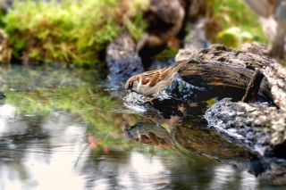 jbisson-photo-peinture - Reflets dans l'eau