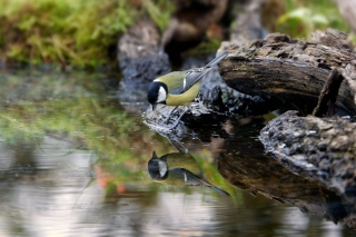 jbisson-photo-peinture - Reflets dans l'eau