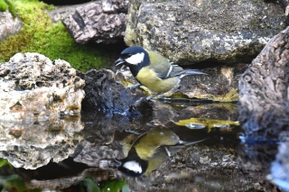 jbisson-photo-peinture - Reflets dans l'eau