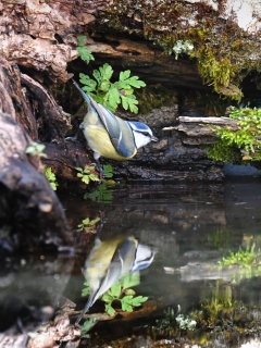 jbisson-photo-peinture - Reflets dans l'eau
