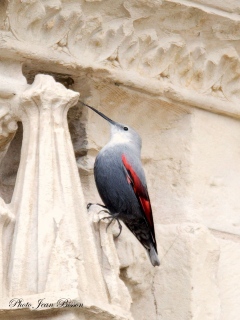 Le Tichodrome échelette femelle  (Tichodroma muraria ) - Le TICHODROME échelette