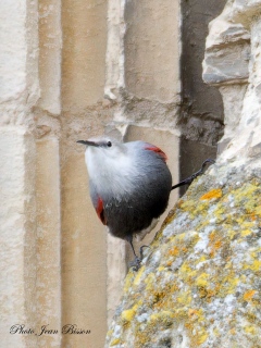 Le Tichodrome échelette femelle  (Tichodroma muraria ) - Le TICHODROME échelette
