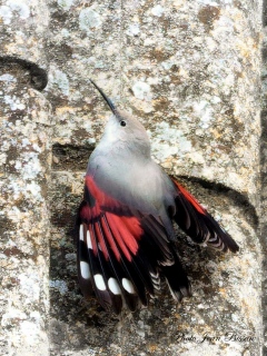 Le Tichodrome échelette femelle  (Tichodroma muraria ) - Le TICHODROME échelette